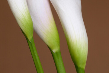 Calla lily flowers close up