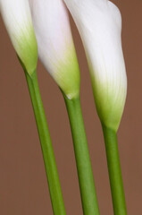 Calla lily flowers close up