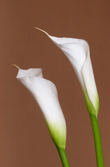 Calla lily flowers close up