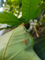 caterpillar on leaf