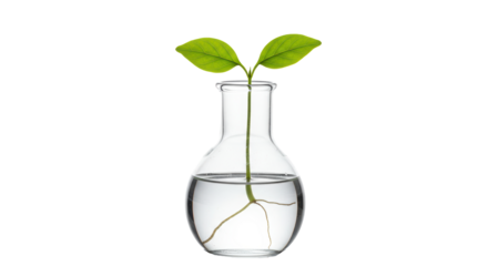 Isolated Plant in Flask for Science Experiment