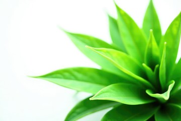 Fototapeta premium Lush green plant on a simple white background, nature, isolated, plants