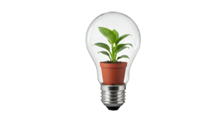 Isolated Plant Growing in Light Bulb Sustainable Idea
