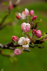 Lovely white apple blossoms and pink buds captured in shallow focus during a wet spring day. Showcasing the beauty of nature with a fresh green background, symbolizing rebirth and natural beauty.