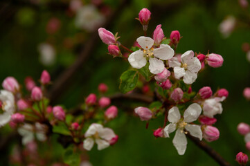 Lovely white apple blossoms and pink buds captured in shallow focus during a wet spring day. Showcasing the beauty of nature with a fresh green background, symbolizing rebirth and natural beauty.