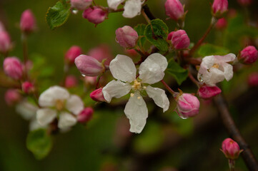 Obraz premium Lovely white apple blossoms and pink buds captured in shallow focus during a wet spring day. Showcasing the beauty of nature with a fresh green background, symbolizing rebirth and natural beauty.