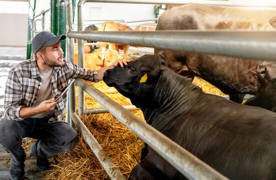 Male rancher inspecting cow in livestock barn
