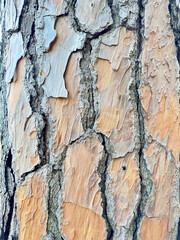tree bark texture