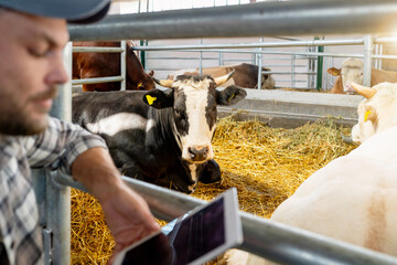 Modern farmer monitoring dairy cows with smart device