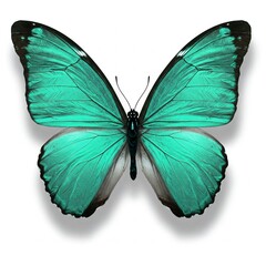 Fototapeta premium Vivid Turquoise Morpho Butterfly with Black Wing Borders Isolated on White Background for Nature and Design Projects.