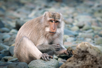 Portrait of an adult crab-eating macaque (Macaca fascicularis), on a pebble beach, searching for crabs
