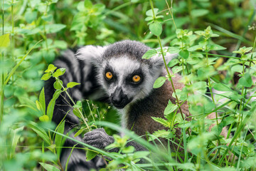 Portrait of an adult ring-tailed lemur (Lemur catta) sitting in green grass