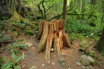 Rain forest with a green underbrush. National park. British Columbia, Canada