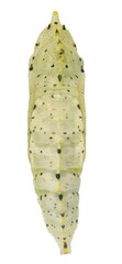 Cabbage butterfly, Pieris brassicae (Lepidoptera: Pieridae), also called large white, cabbage white, cabbage moth or large cabbage white. Pupa. Dorsal view. Isolated on a white background