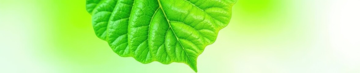 Fototapeta premium Green leaf with veins isolated on white background, leaf, vein