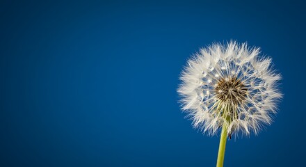 Naklejka premium Azure Wish AI Generated