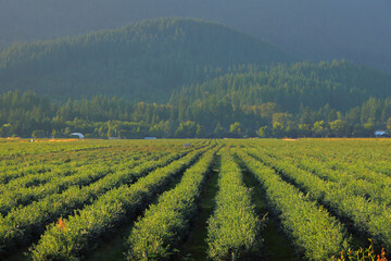 Rows of blueberries on an agricultural plantation. British Columbia. Canada