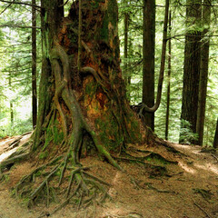 Rain forest with a green underbrush. National park. British Columbia, Canada