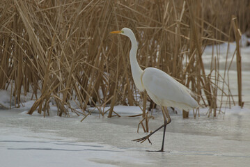 A great egret steps cautiously across the frozen water, its long legs moving with grace. The golden beak contrasts sharply with its pure white feathers against the brown reeds.