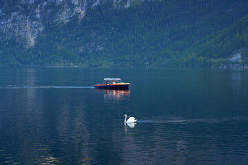 Obraz premium Hallstatt, Austria – September 28, 2023 - Tranquil Boat and Swan on Hallstätter See Austria. People on a tranquil boat ride as a swan glides by on Lake Hallstatt or Hallstätter See in Austria.