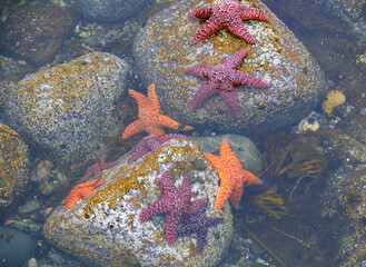Starfishes on a coast of Pacific ocean. Low tide in the Pacific Ocean. British Columbia, Canada