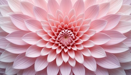Obraz premium Blooming beauty stunning pink dahlia flower in nature floral photography close-up perspective serene garden environment