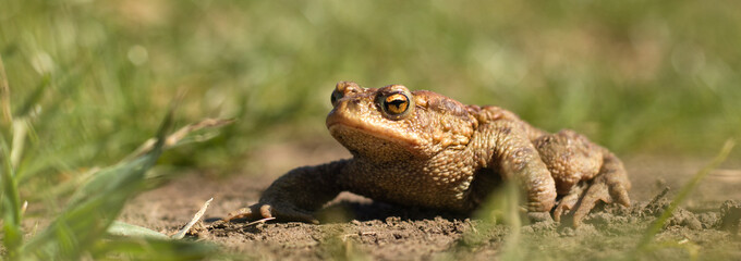 Frog in the grass.