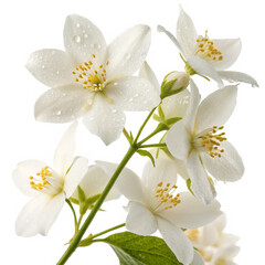 Obraz premium A delicate white jasmine cluster with soft, star-shaped blossoms, releasing a sweet and enchanting fragrance.