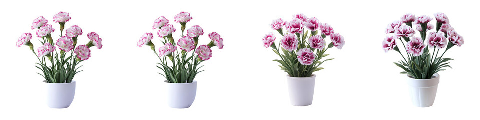 Fototapeta premium Pink carnation flower
