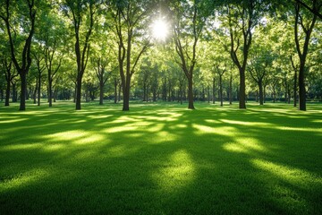 Fototapeta premium Sunlight Filtering Through Trees in a Lush Green Park 