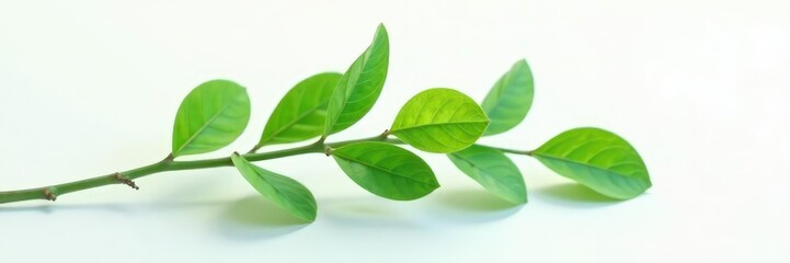 Fototapeta premium Smooth branch on white surface with soft rounded ends, leafy, nature