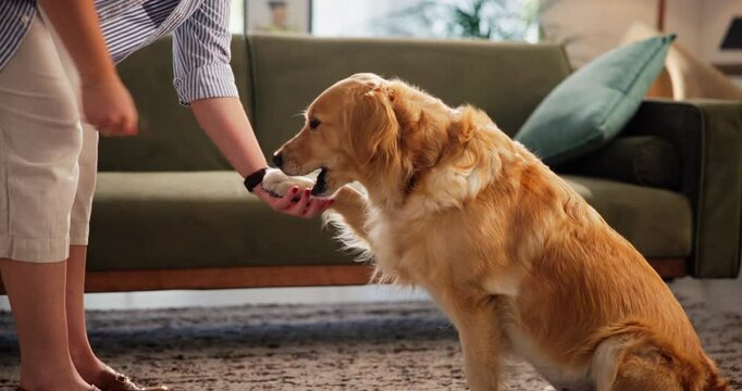Owner, paw or training dog with treats for handshake trick, behavior reward or domestic companion. Foster, person or golden retriever in home with bonding, pet care and obedient with learning command