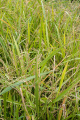 Close-up of paddy rice plants with green leaves and developing grains in a field. Lush and agricultural scene, typical of Indonesia.