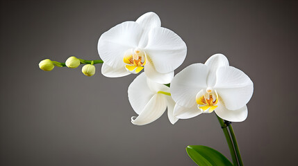Two White Phalaenopsis Orchids on Gray Background
