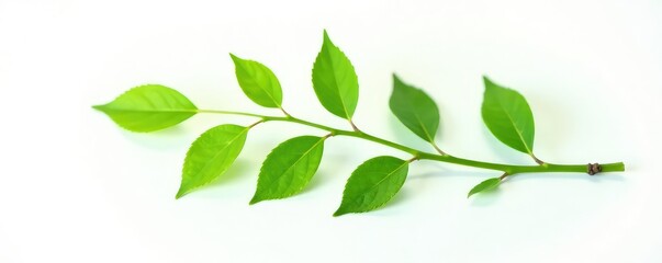 Fototapeta premium Single branch with leaves on a white background, greenery, isolated, green