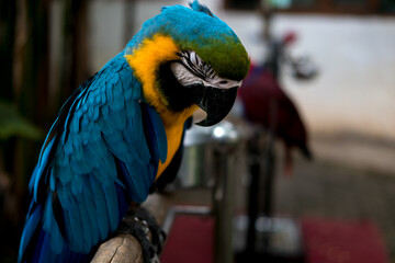 A vibrant blue and yellow macaw perches, looking down. Another bird is softly blurred in the background.