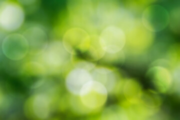 Obraz premium Green bokeh abstract background blur