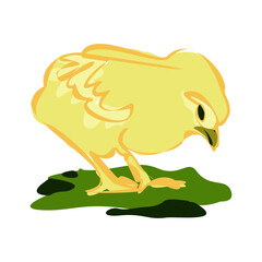 Yellow chicken, little chick. Sweet and adorable baby chick. A colorful and funny bird.