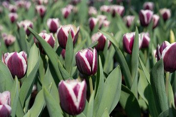 These tulips look bold and elegant