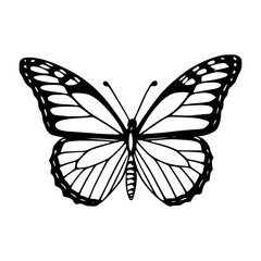 butterfly vector illustration