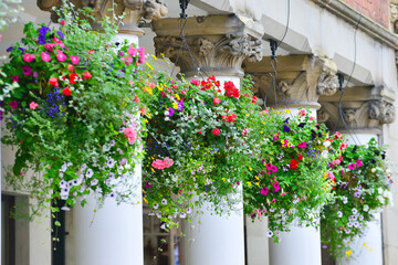 Fototapeta premium Beautiful bright flowers and plants in large hanging baskets hanging from pillars outside a hotel in UK . The flowers add to the ambience and style of the hotel.