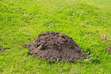 Molehill, mound of fresh soil spoiling the look of the lawn, illustrating that moles have been in action .