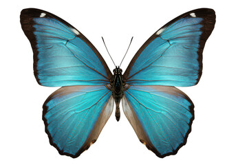 Fototapeta premium A vibrant blue butterfly with open wings against a stark white background showing intricate details