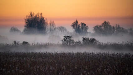 Wiosenny poranek ze słońcem i mgłami, Stawy Dojlidzkie, Podlasie © podlaski49