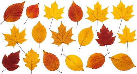 Obraz premium Autumn's Palette: A Leaf Collection AI Generated