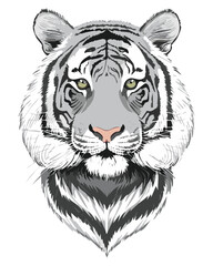 Realistic tiger with sketch effect – soft strokes, fur details, black and white illustration, tattoo.