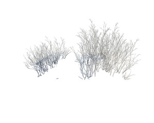 Two Gray-White Fluffy Plant Clusters with Tiny Yellow Flowers, PNG
