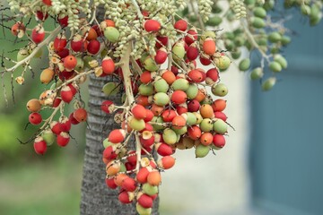 Vibrant palm tree fruits close-up.