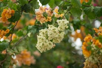 Vibrant Bougainvillea Flowers in a Garden
