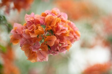 Vibrant Bougainvillea Flowers Close-Up